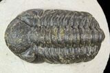 Bargain, Austerops Trilobite - Visible Eye Facets #120028-1